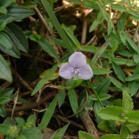 Murdannia simplex (Vahl) Brenan
